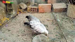 Gallinas ENANAS | Catalanes