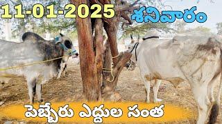 pebbair bulls market-ongole cattles market in pebbair-indian biggest bulls market pebbair-ox videos