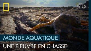 La chasse aux crabes | LES SECRETS DES PIEUVRES