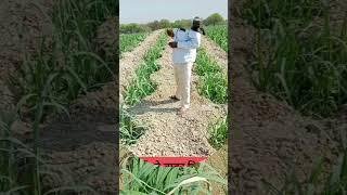 #gnaa#gnaa ki kheti#sugarcane #gnaa fa #farming #indianfarmer #agriculture