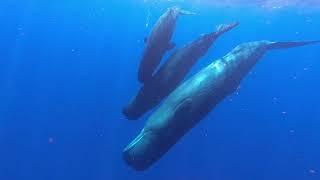 Dominica Sperm Whales with Indigo Safaris