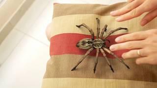 Spiders can also be cute! Or not?