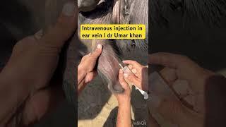 Intravenous injection in ear vein l dr Umar khan