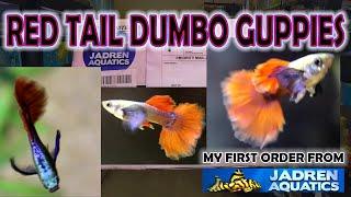 RED TAIL DUMBO GUPPIES  - JADREN AQUATICS