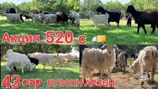 бузохои Арзон +992997992200 ️срочна фуруши Мархамат Тез Бентон