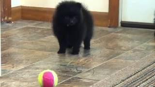 Black Pomeranian Puppies