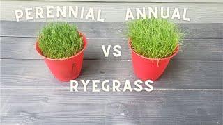 Annual vs perennial ryegrass for bermuda winter overseed