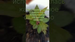 Магия индейских племён #растения #рецепты #дача #магия #индейцы