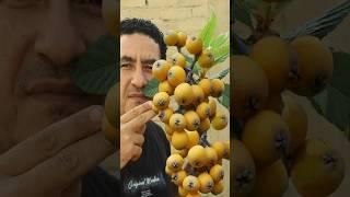 شجرة تتحمل الحر وتثمر بغزارة طريقة زراعتها سهلة جدا