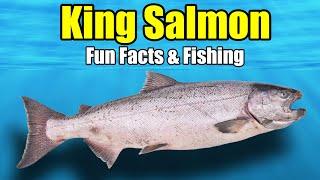 King Salmon / Chinook Salmon – Fun Facts & Fishing