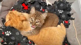 Cat Takes Orphan Lynx Cub Under His Wing and Raises Him Like Her Own