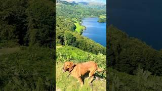 Loughrigg Fell徒步線路，英國湖區國家公園帶狗狗一起行走的最美登山線路#英國#湖區國家公園#Loughrigg Fell#徒步#登山#最美鄉村