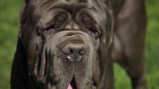 NEAPOLITAN MASTIFF: A DOG LOVER'S INTRODUCTION