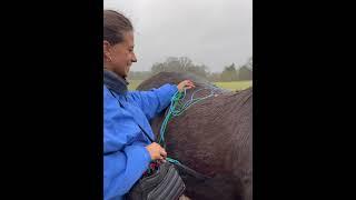 Trimwave H-wave therapy devices being used to treat a horse.