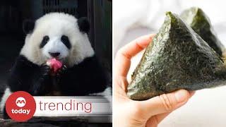 Meet Hua Hua, the onigiri shaped  giant panda star stealing hearts in China and beyond