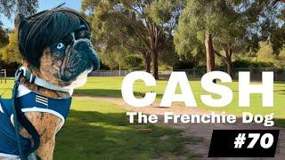 French Bulldog Strolls: Cash Archivaldo New Hair #70