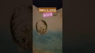 아빠가 집 꾸미면 생기는일 #집꾸미기 #아파트인테리어 #악세사리 #홈런파파