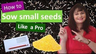 How to sow small seeds like a pro