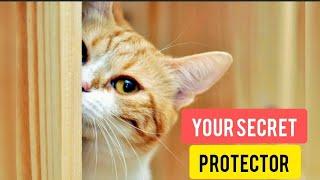 10 Signs Your Cat Is PROTECTING You