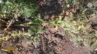 невероятно ценное лечебное полезное съедобное растение - огуречная трава
