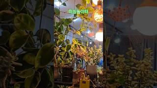 #선이옷수선식물정원#식물키우기#식물영양제추천