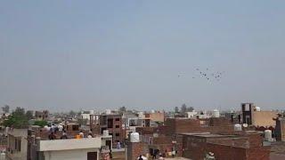 JOGINDER PARTY KAITHAL KABUTAR BAZI #kaithal