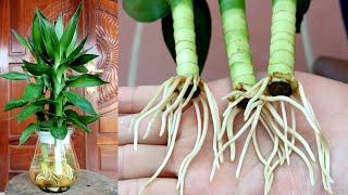 How To Grow Dracaena Deremensis Plants From Cuttings With Water Simple, Easy To Do