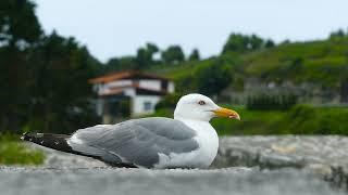 [4K] Curious Seagull Resting on a Rock at Asturias [Free Stock Footage]