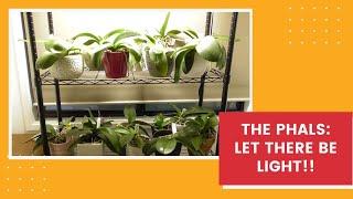 Phalaenopsis Growspace re-vamp // How to judge a 'successful' repotting // Why Phals lean