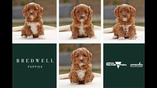 Cavoodle Puppies Australia Bredwell Puppies