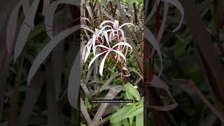 Spiderlily | #spiderlily #redspider #lilies #lily #lilysgarden #spider #spiderlilies