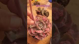 Echeveria Beyoncé com haste floral, o que fazer? #comocuidardassuculentas #suculentasbr #echeveria