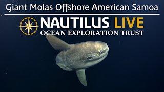 Giant Molas Spotted Deep Offshore American Samoa | Nautilus Live