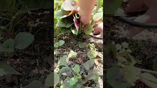 Pick young red amaranth in the garden #farming  #shorts #garden