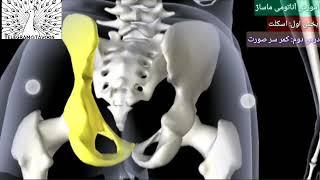 آموزش ماساژ (آناتومی ماساژ)