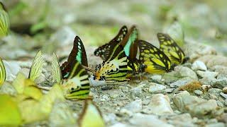 Dooars the butterfly paradise in india | डुआर्स भारत में तितली का स्वर्ग