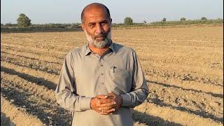 “Early cotton sowing and changes in the planting method.”