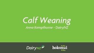 Calf Weaning - Anna Kempthorne, DairyNZ