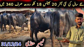 Biggest puire ravi buffalo 18kg milk by hand for sel in gamber mandi|راوی کی بھینس|Earn from buffalo