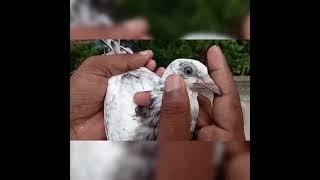 #pigeon #birds #music