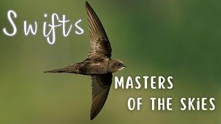 Swifts | A Bird That Doesn't Perch, Stand or Walk