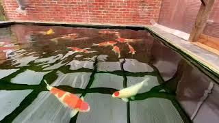 Japanese Koi Pond. RDF filtration and Bakki House media