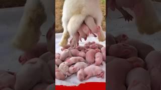 Rabbit growth | Cute Baby Rabbit 1 To 15 Days #pets #animals