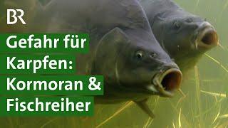 Regionale und naturnahe Fischzucht: Mehr Tierwohl und Tierschutz im Karpfenteich | Unser Land | BR