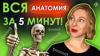 АНАТОМИЯ за 5 минут | TutorOnline #биология