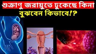 শুক্রাণু জরায়ুতে ঢুকেছে কিনা বুঝবেন কিভাবে! How To Conceive Fast In Bangla!