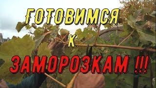 Подготовка виноградного куста к осенним заморозкам / Preparing the grape bush for autumn frost