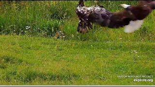 Decorah North Eagles ~ Mr North & DNF Protect Their Fledglings & Chase Off Subadult Intruder 6.20.24