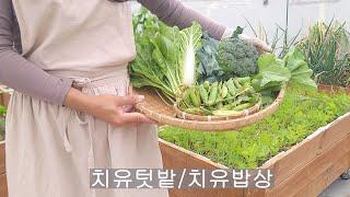 [도시농부 꽃님이] 5월에 수확하는 작물과 옥상농부의 치유밥상
