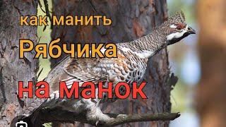 как манить рябчиков на манок